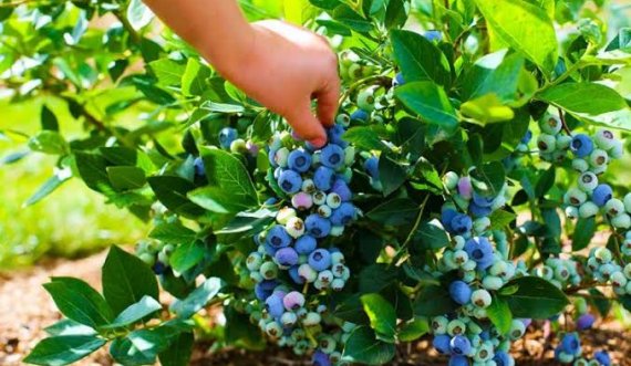  Bie në greminë teksa po mblidhte boronica, vdes një person në Prizren