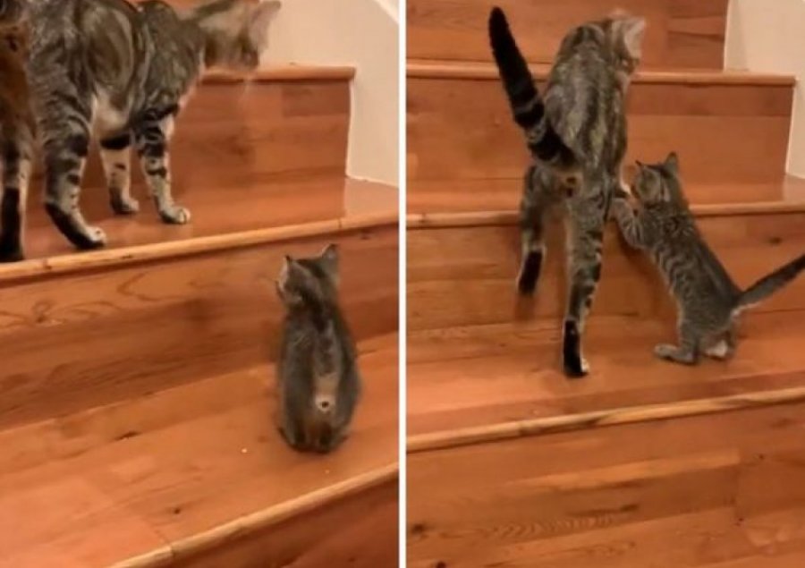 Video virale: Macja i mëson koteles së saj si të ngjisë shkallët 