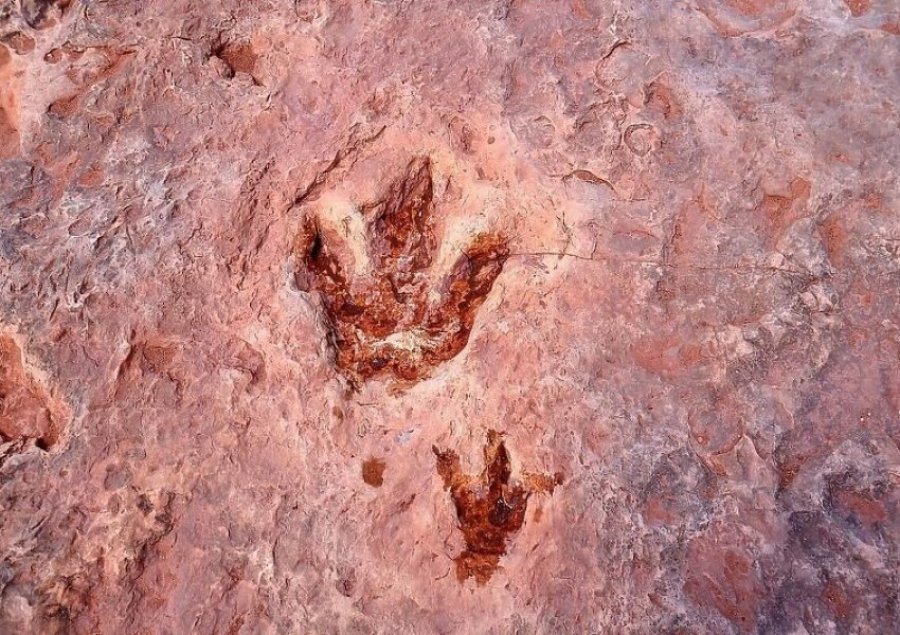 Gjurmët më të ruajtura të dinosaurëve janë në Arizona 