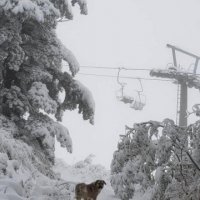 Brezovica mbushet me borë, atraksion turistik për vizitorët e huaj