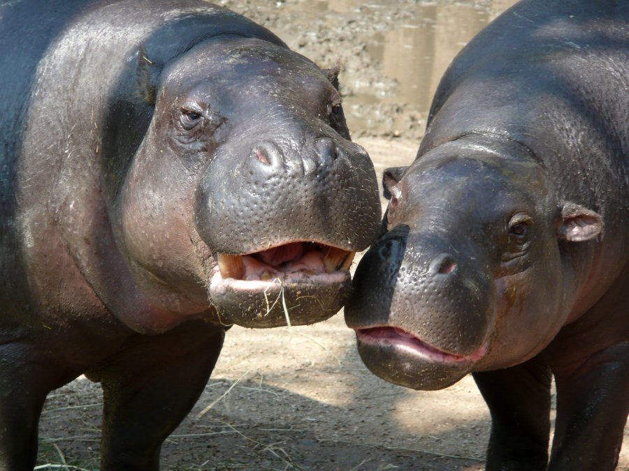 COVID-19 edhe të kafshët, dy hipopotamë dalin pozitivë