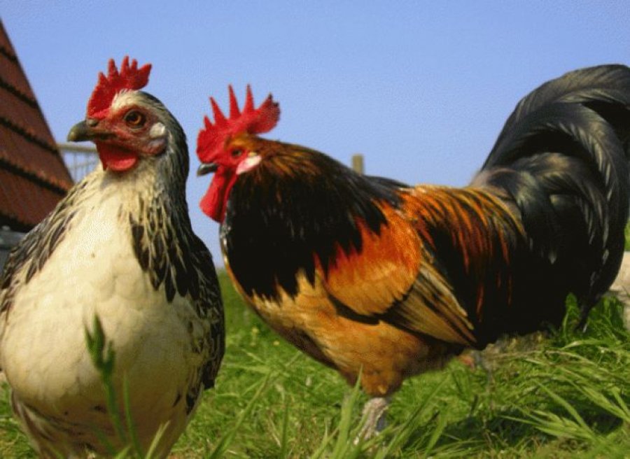 Për 4 pula dhe 1 gjel dy persona në Gjilan dënohen me nga 3 muaj burgim