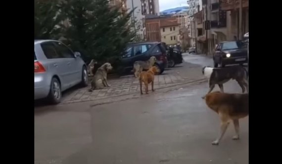 ‘Banda’ e qenve po ua nxin jetën banorëve në Prishtinë