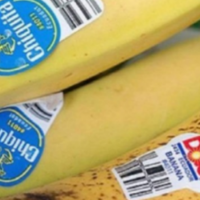A e keni ditur se çfarë simbolizojnë ngjitësit te bananet?