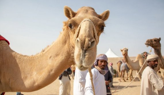'Miss Devja': Arabia përjashton 40 deve nga konkursi, përdorën botoks në hundë dhe buzë