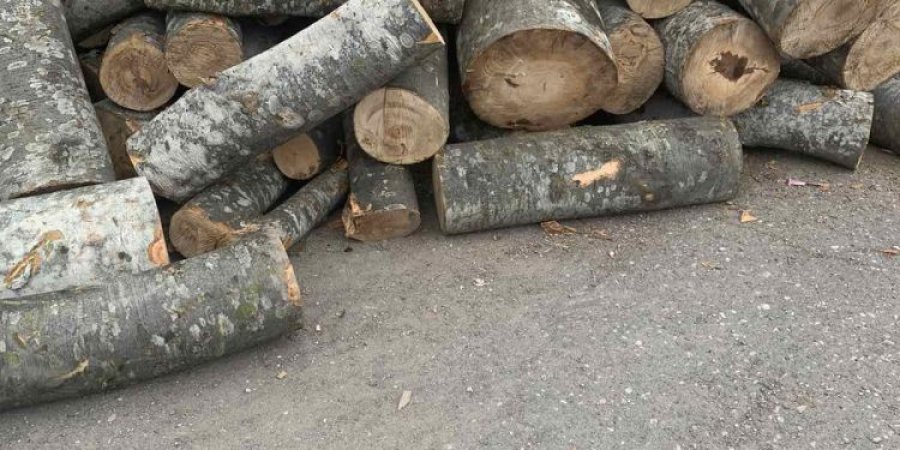 Raportohet se serbët po i prejnë ilegalisht drunjtë përreth Jarinjes