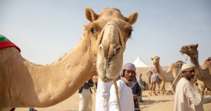 'Miss Devja': Arabia përjashton 40 deve nga konkursi, përdorën botoks në hundë dhe buzë