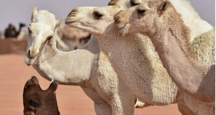 Dhjetëra deve skualifikohen nga konkursi i bukurisë se kishin botox