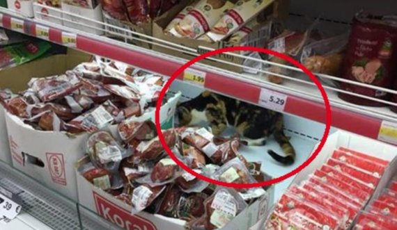 Macja 'shijon' llojet e mishit në një nga marketet e Kosovës