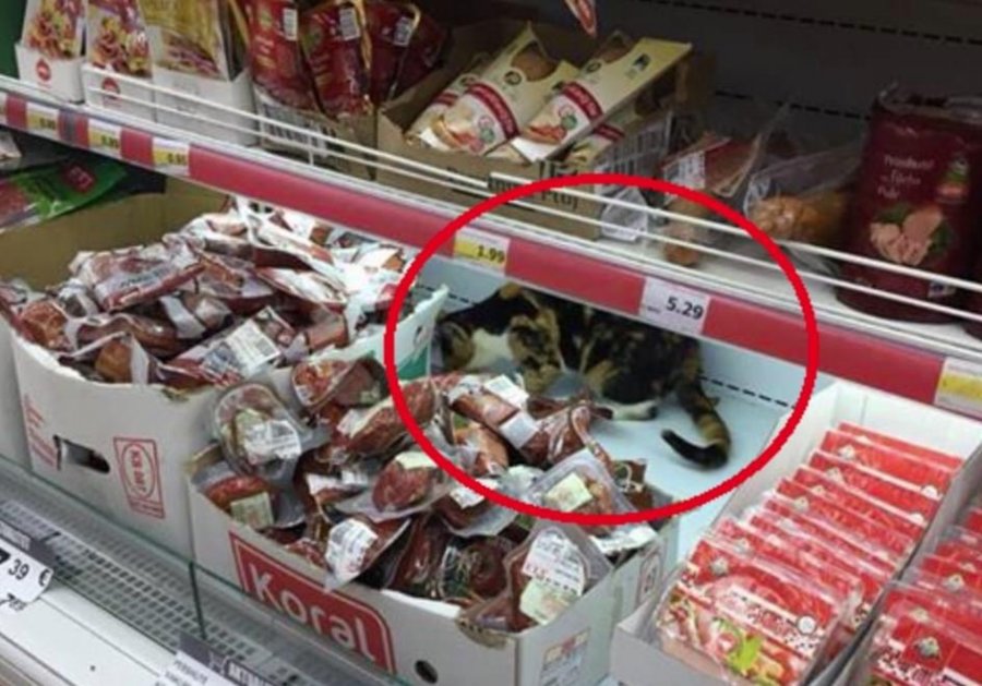Macja 'shijon' llojet e mishit në një nga marketet e Kosovës