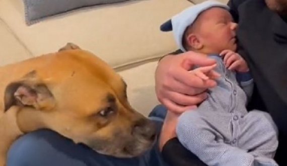 Familja e solli të porsalindurin nga spitali, ky është reagimi i ëmbël i qenit të tyre