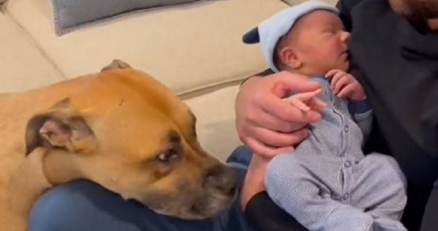 Familja e solli të porsalindurin nga spitali, ky është reagimi i ëmbël i qenit të tyre