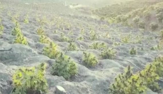 Shqiptarët shndërrojnë pyjet e Spanjës në plantacione kanabisi, arrestohen 33 persona