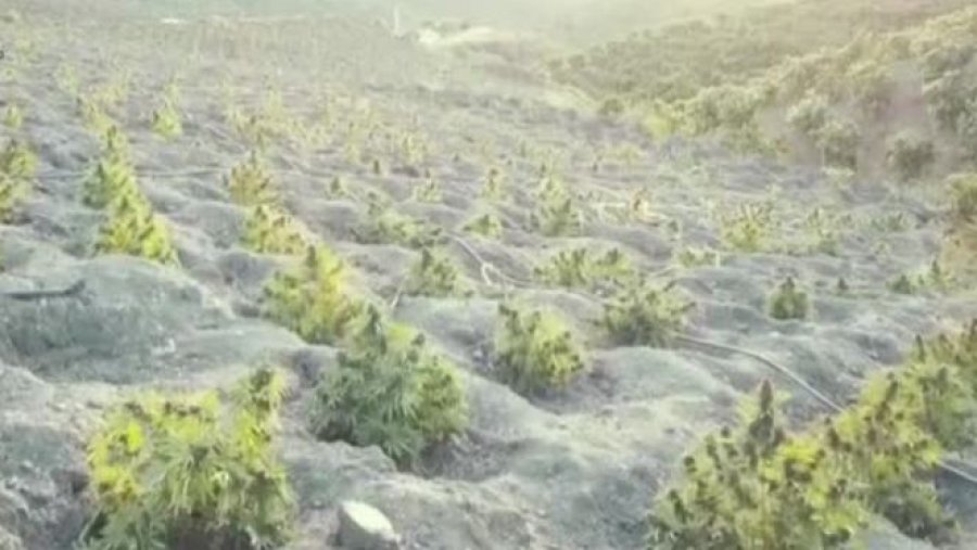Shqiptarët shndërrojnë pyjet e Spanjës në plantacione kanabisi, arrestohen 33 persona