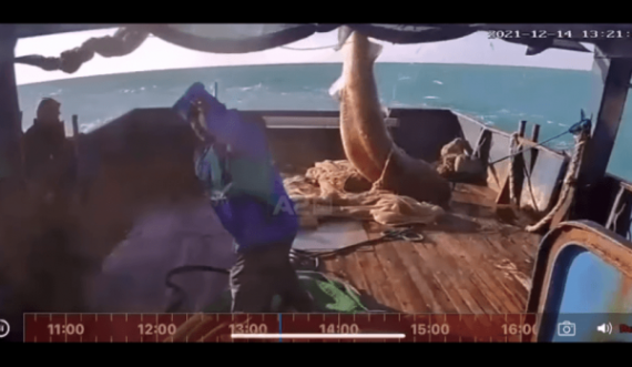 Kapet në Durrës peshkaqeni dem