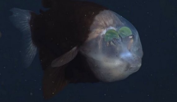 ​“Alieni” nga thellësia e oqeanit: Peshku që shihet shumë rrallë