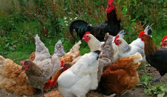 Kosovarit i kapen në veturë mbi 300 pula pa dokumentacion