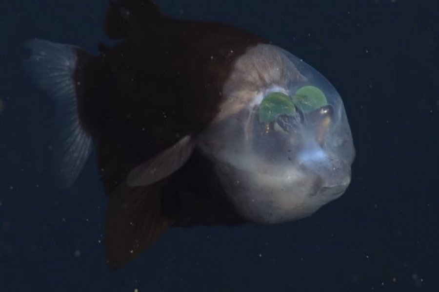 ​“Alieni” nga thellësia e oqeanit: Peshku që shihet shumë rrallë