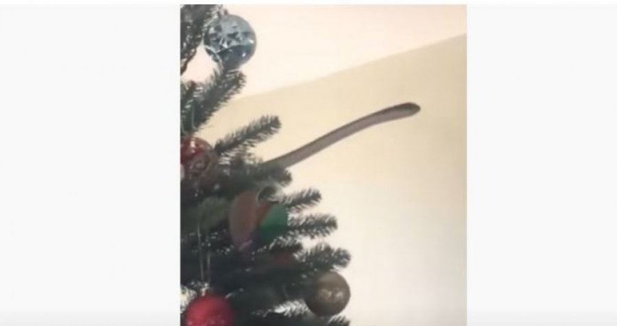 Trishtuese: Familja gjen një gjarpër helmues në bredhin e Vitit të Ri