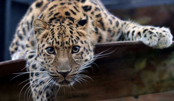 I fut në shtëpi për mace, por i dalin leopardë