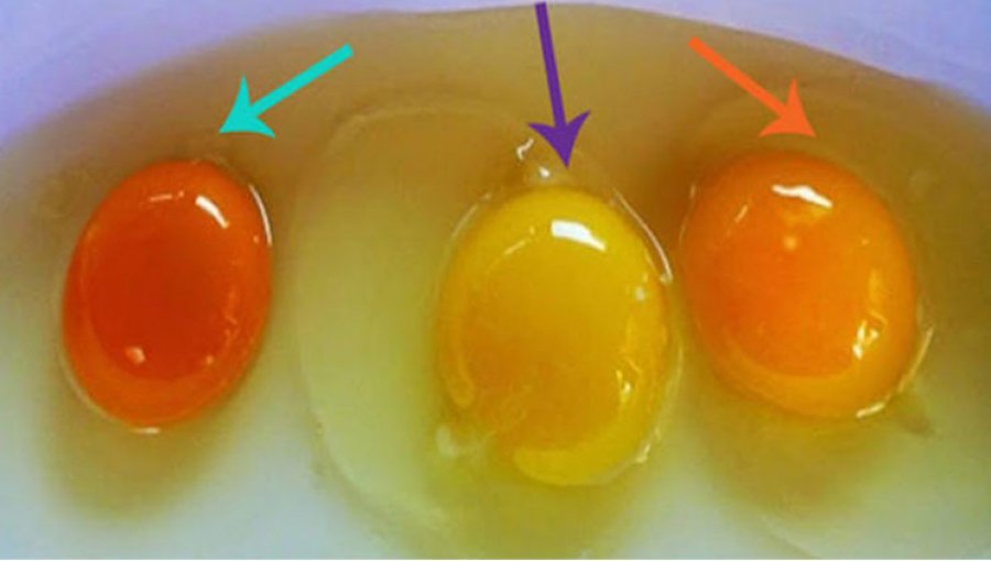 Kujdes, janë shumë të rrezikshme: Si t’i dallojmë vezët nga pula e sëmurë?