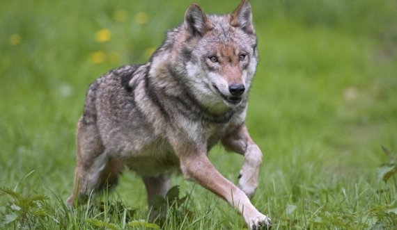 Kopshti zoologjik mbyllet përkohësisht pas arratisjes së tufës me nëntë ujqër