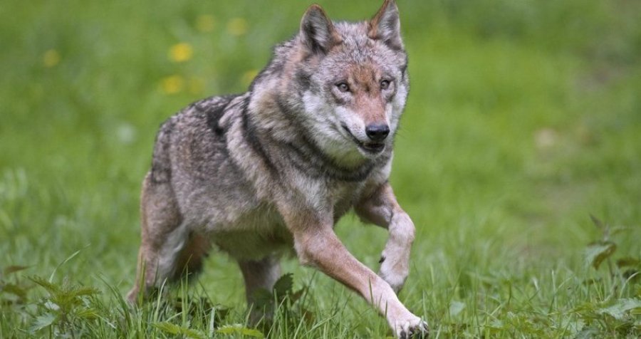 Kopshti zoologjik mbyllet përkohësisht pas arratisjes së tufës me nëntë ujqër