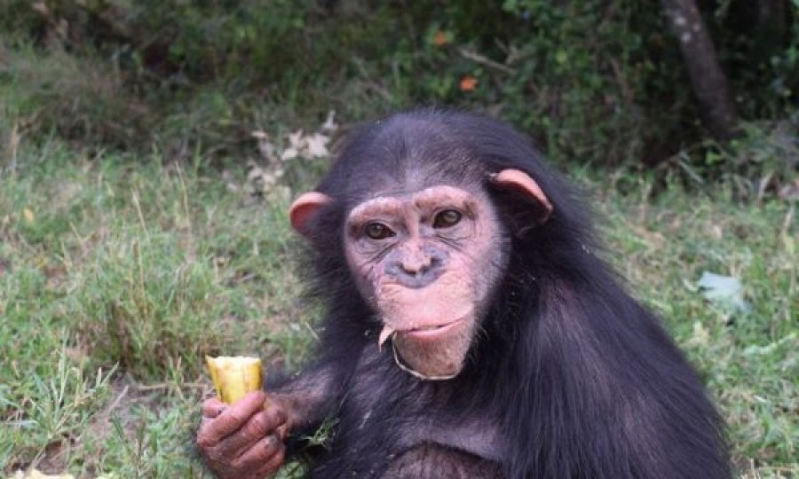 Shimpanzeja e rritur nga njerëzit rrahet për vdekje