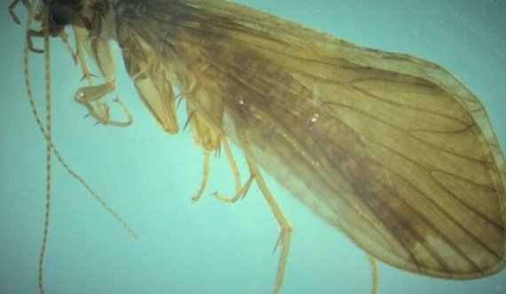 Në Rugovë zbulohet një lloj i ri insekti