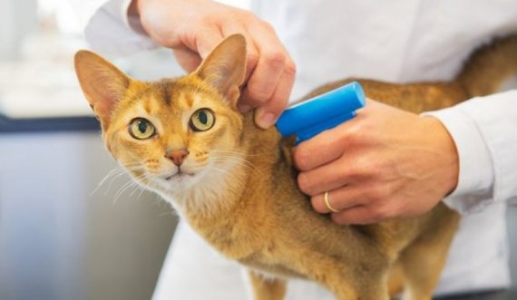 Ky vend po teston për koronavirus edhe macet dhe qentë që shfaqin simptoma