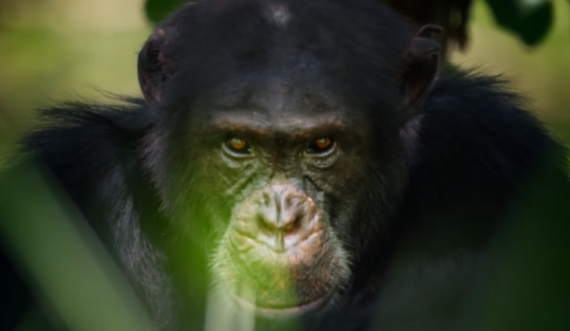 Ekspertët në alarm nga bakteria që po vret shimpanzetë: Mund të kalojë te njerëzit