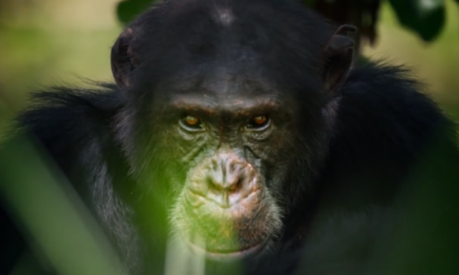 Ekspertët në alarm nga bakteria që po vret shimpanzetë: Mund të kalojë te njerëzit