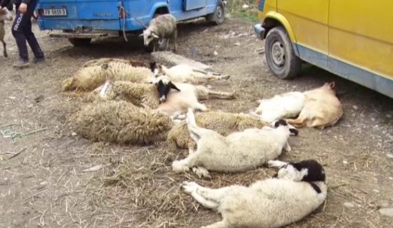 Vazhdojnë të shiten dhe theren bagëtitë në rrugë