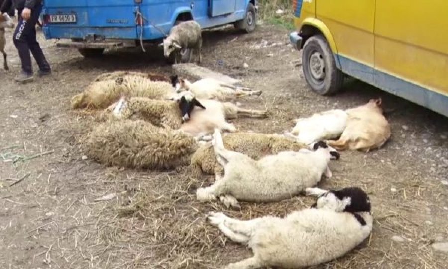 Vazhdojnë të shiten dhe theren bagëtitë në rrugë