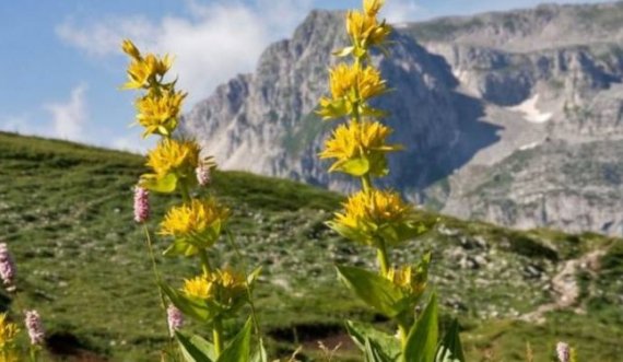 Rritet në Shqipëri dhe kërkohet shumë nga të huajt, njihuni me fuqitë e pabesueshme kuruese të kësaj bime shëruese