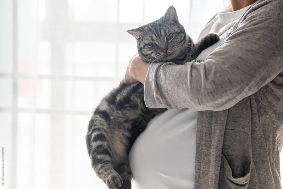 Arsyeja pse femrat shtatzënë duhet të bëjnë kujdes nga macet në shtëpi!