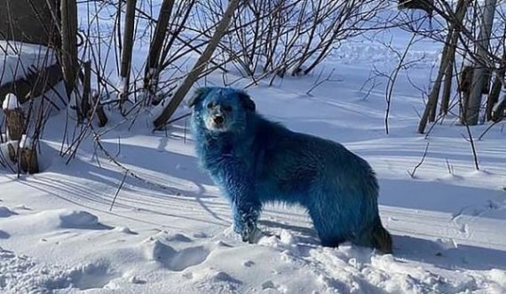 Fotot që u bënë virale, cili është misteri i qenve me ngjyrë blu?