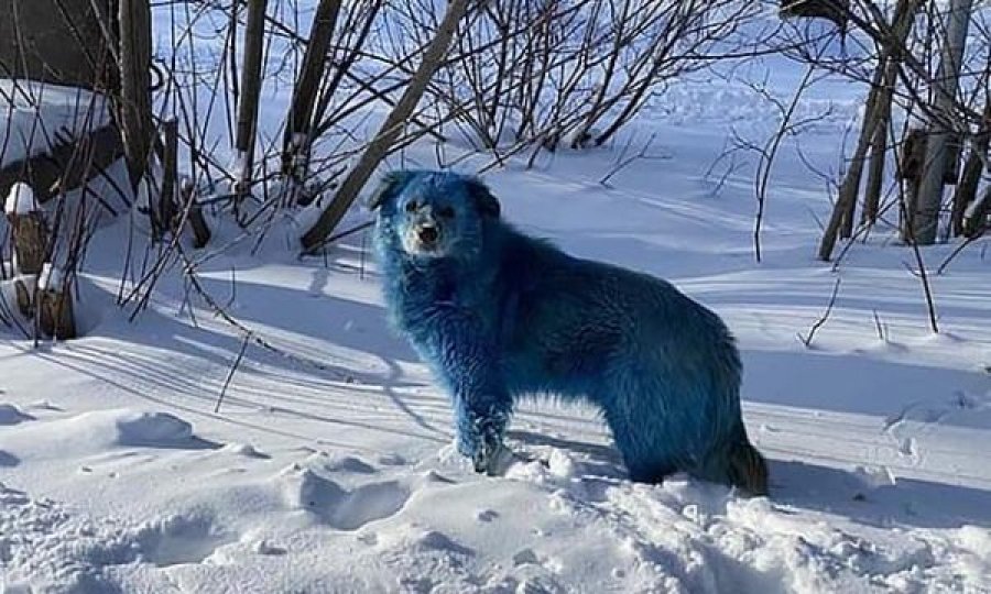 Fotot që u bënë virale, cili është misteri i qenve me ngjyrë blu?
