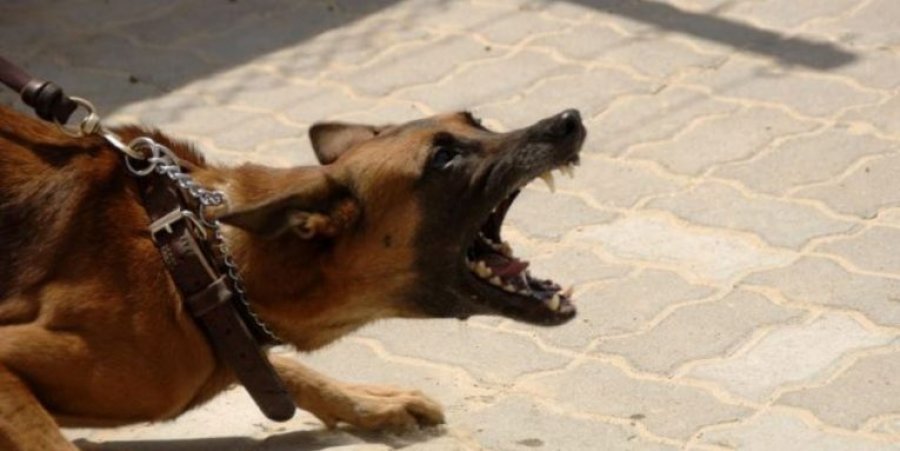Ngjarje e tmerrshme në Skenderaj: Qeni i rrugës futet në oborr dhe kafshon pronarin e shtëpisë