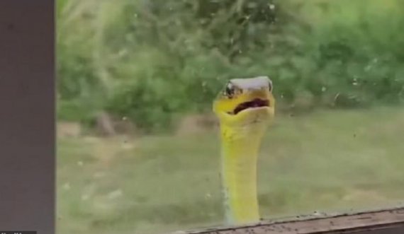 Momenti kur gjarpri 3 metra i gjatë shfaqet në dritaren e shtëpisë