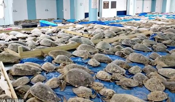 Shpëtohen mbi 4.000 breshka deti nga acari i dimrit