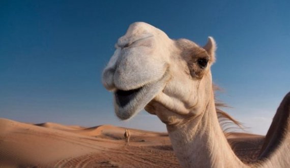 Vodhi një deve për t’ia dhuruar të dashurës për ditëlindje, arrestohet