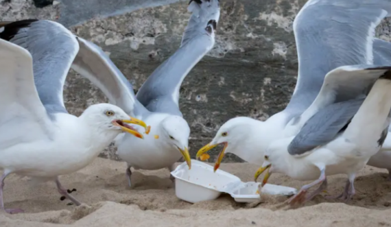 Pulëbardhat s’po mund të fluturojnë nga mbipesha, po hanë “fast food”