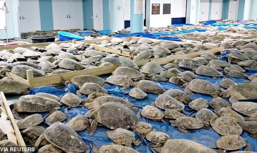 Shpëtohen mbi 4.000 breshka deti nga acari i dimrit