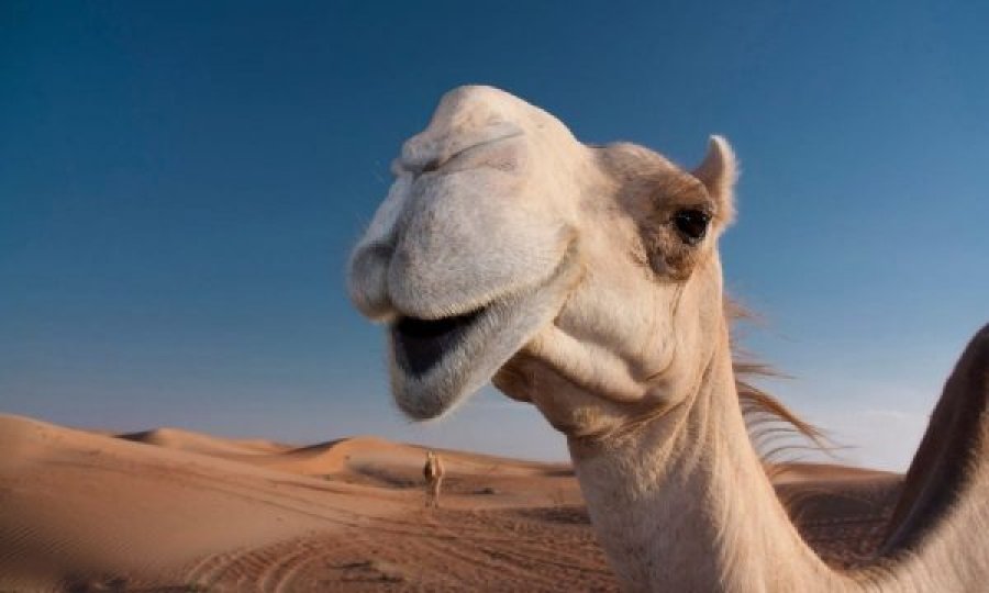Vodhi një deve për t’ia dhuruar të dashurës për ditëlindje, arrestohet