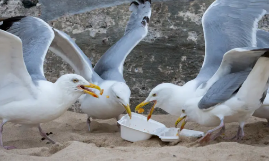 Pulëbardhat s’po mund të fluturojnë nga mbipesha, po hanë “fast food”