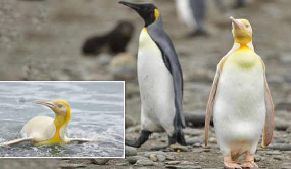 Foto mahnitëse nga pinguini i verdhë, i cilësuar si një nga speciet më të veçanta në planet