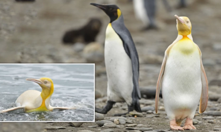 Foto mahnitëse nga pinguini i verdhë, i cilësuar si një nga speciet më të veçanta në planet