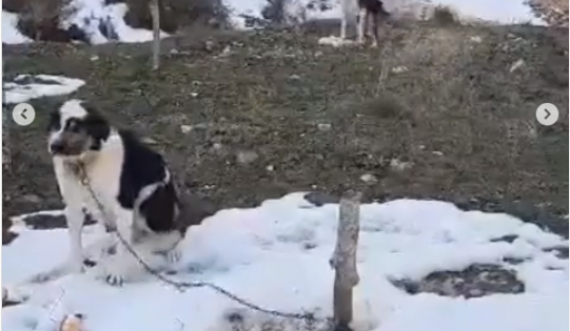 40 qen torturohen të lidhur, pa ushqim dhe nën temperaturat -12 gradë