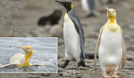 Fotografohet për herë të parë pinguini i verdhë